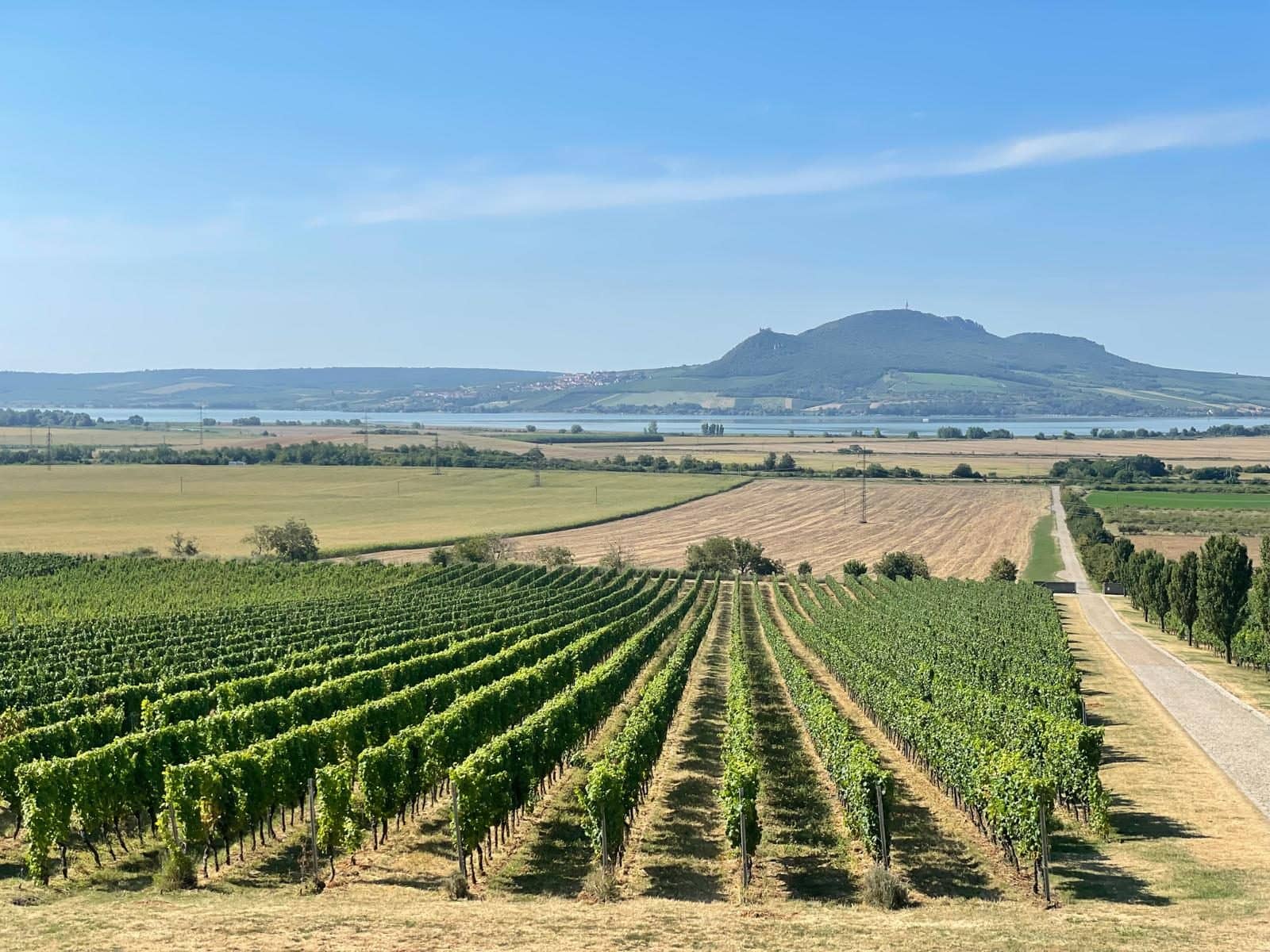 Weinberge mit Blick auf den See in Südmähren