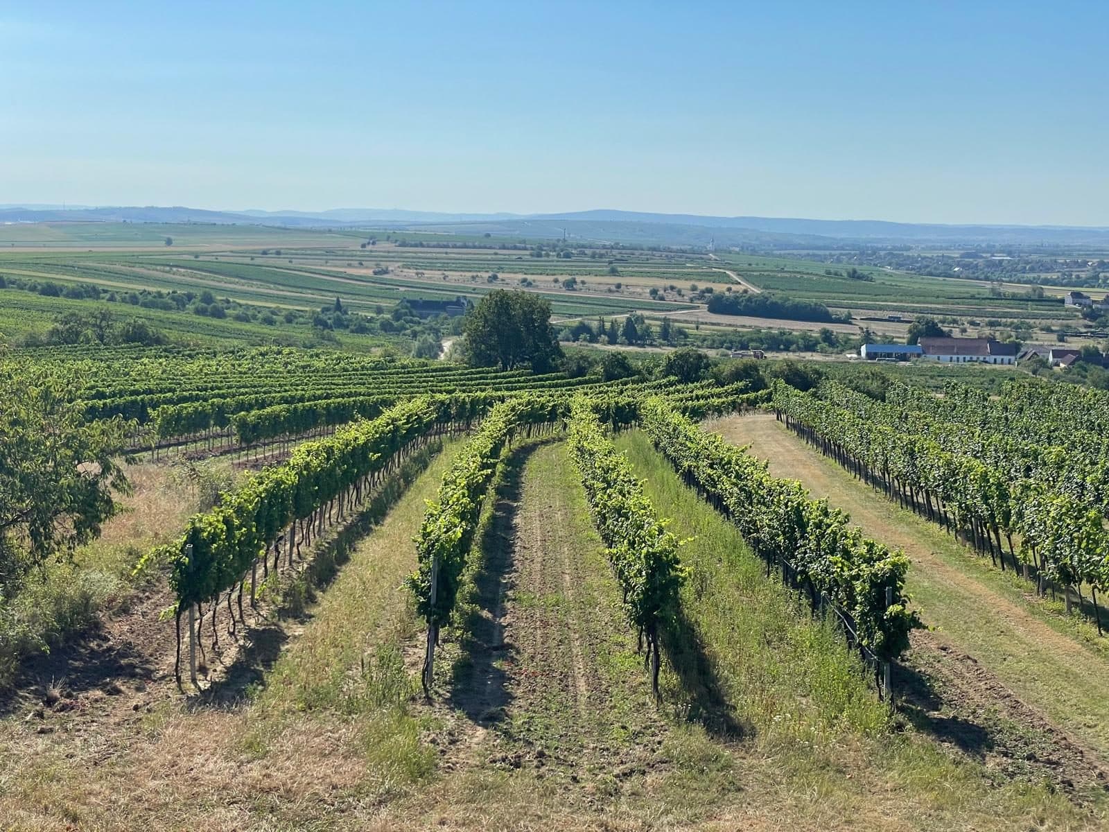 Reihen von Weinreben in der südmährischen Landschaft