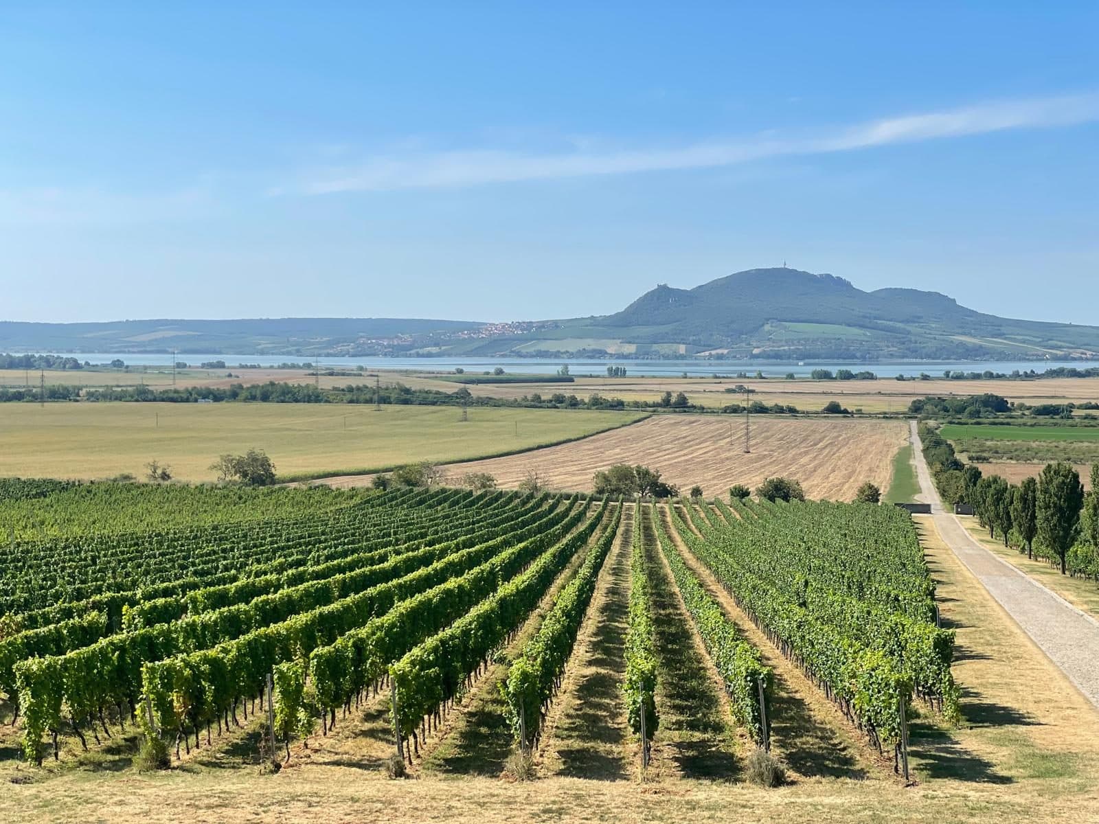 Weinberge mit Blick auf den See in Südmähren